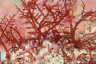 lomentaria_clavellosa_03